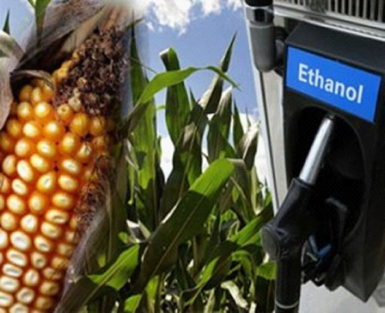До четверти американского урожая кукурузы сегодня идет на реализацию биотопливных технологий